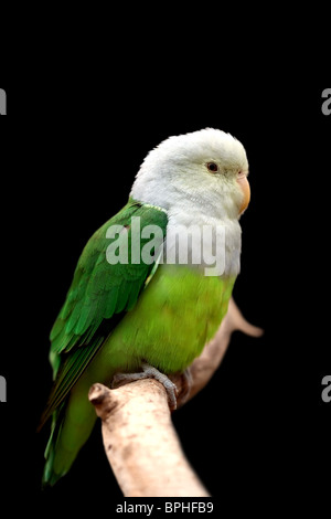 Porträt von einem Grau geleitet Lovebird auf einem Ast auf schwarzem Hintergrund isoliert Stockfoto