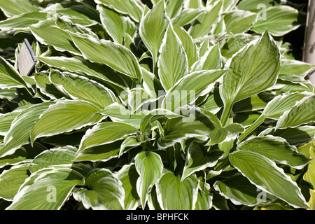 "Schneeflocke" Siebold's Wegerich Lily, Spädfunkia (Hosta sieboldii) Stockfoto