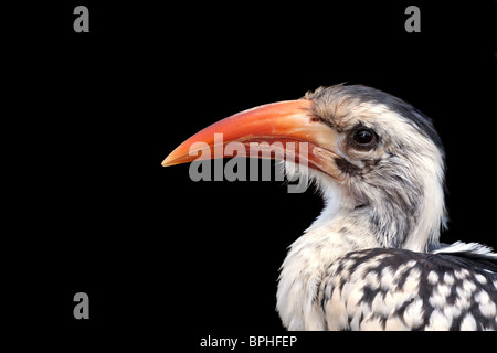 Porträt von einer roten abgerechnet Hornbill isoliert auf schwarz Stockfoto