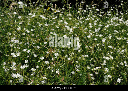 Geringerer Stitchwort (Stellaria Graminea) Blüte im Grünland Stockfoto