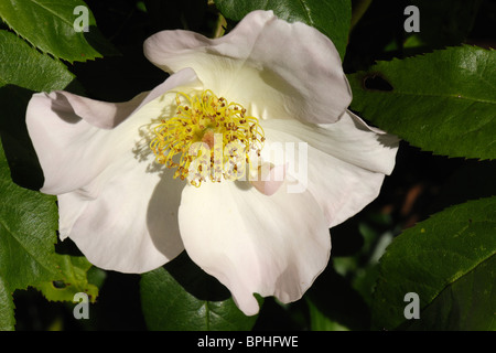 Blüte der rose 'Sally Holmes' Stockfoto