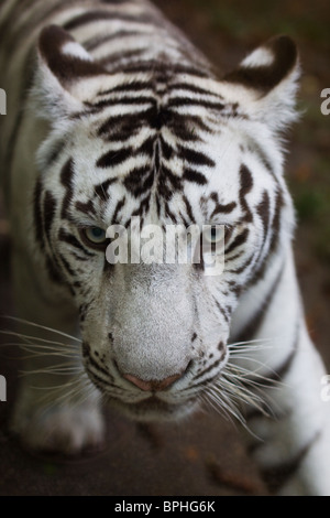 Weißer Tiger Cub, Beauval zoo Stockfoto