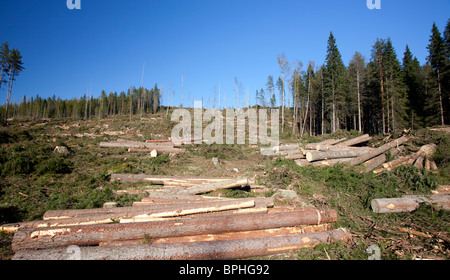 Kiefern- und Fichtenholz im abgeernteten Freischneidebereich in Finnland Stockfoto