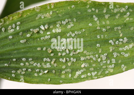 Glasshouse Mottenschildläuse (Trialeurodes Vaporariorum) Larven und Puppen auf eine Alstroemeria Blatt Stockfoto