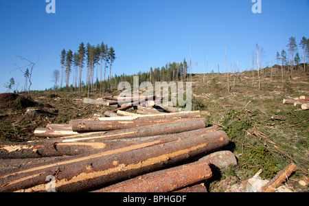 Kiefer- und Fichtenstämme auf finnischem klarem Schnittgebiet im Taiga-Wald, Finnland Stockfoto