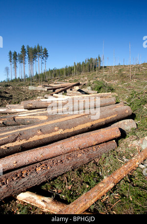 Kiefer- und Fichtenstämme auf finnischem klarem Schnittgebiet im Taiga-Wald, Finnland Stockfoto