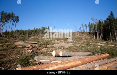 Kiefer- und Fichtenstämme auf klarem Schnittgebiet im Taiga-Wald, Finnland Stockfoto