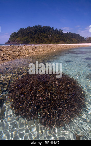 Gesunden Acropora Korallen Kolonie in Lagune bei Russell Island, Frankland Islands National Park, Great Barrier Reef Marine Park Stockfoto