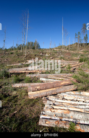 Fichten- und Birkenstämme aus Kiefern in der finnischen klaren Schnittfläche im Taiga-Wald in Finnland Stockfoto