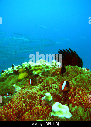 Clownfische in Anemone, mit Barracuda-Schule im Hintergrund, Steve es Bommie, Great Barrier Reef Marine Park, Queensland, Australien Stockfoto