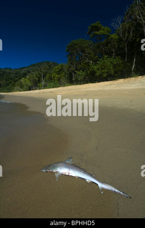 Totes Baby Milch Hai (Rhizoprionodon Acutus) angespült am Strand, Ella-Bay-Nationalpark, Queensland, Australien Stockfoto