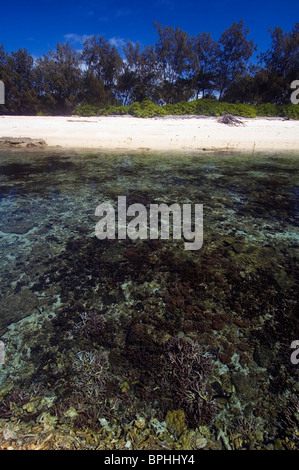 Kleine Korallen wachsen in der Lagune von Russell Island, Frankland Islands National Park, Great Barrier Reef marine Park, Australien Stockfoto