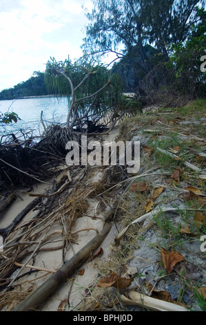 Bäume vor Küste durch Stürme und abnorm hohen Gezeiten, Russell Island, Frankland Islands National Park erodieren Stockfoto