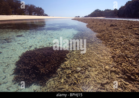 Gesunden Acropora-Korallen wachsen in Lagune, Russell Island, Frankland Islands National Park, Great Barrier Reef Marine Park Stockfoto