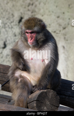 Die japanischen Makaken - ein Freilandforschung. Das Bild wird in einem Zoo empfangen. Stockfoto