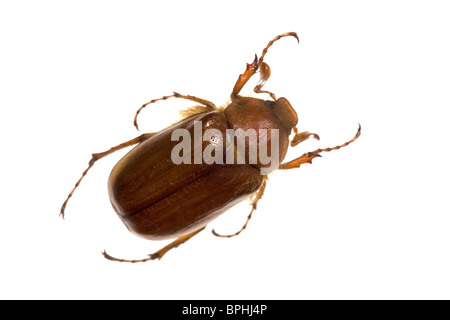 Sommer-Chafer isoliert auf weiss. Stockfoto