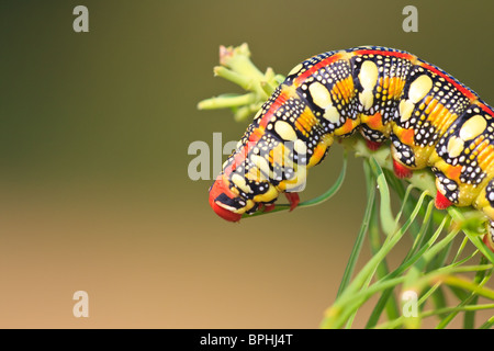 Die Spurge Hawk-Moth Essen auf einem Blatt. Stockfoto