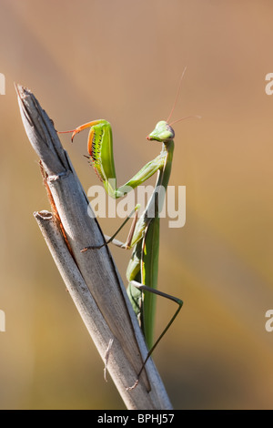 Mantis sitzen immer noch auf einen Strohhalm warten auf ihre Beute. Stockfoto