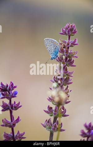 Nahaufnahme einer gemeinsamen blaue Schmetterling sitzt auf Blumen im Frühjahr. Stockfoto