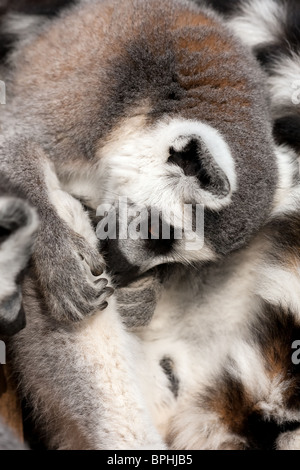 Porträt von einem Katta aufräumen ihn selbst Stockfoto