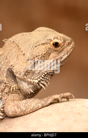 Porträt einer Bearded Dragon Eidechse sitzt auf einem Felsen im zoo Stockfoto