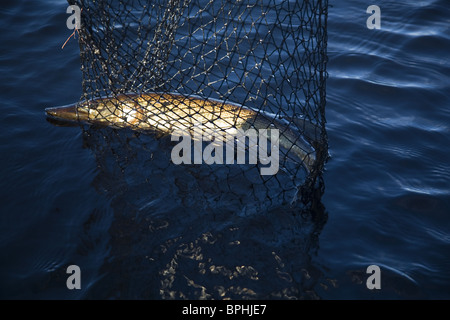 Gerade gefangen Hecht in einem Netz, Halden, Norwegen Stockfoto