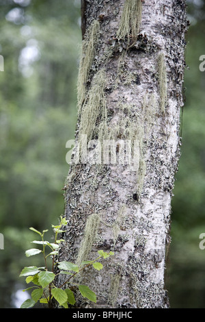 Bart Flechten Usnea Subfloridana wachsen auf einer Birke, Schweden Stockfoto