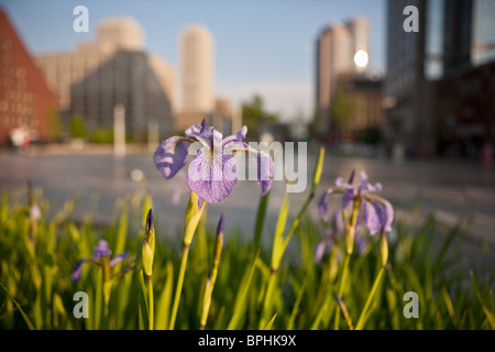 Nahaufnahme von Iris Blumen mit einer Stadt im Hintergrund, Rose Kennedy Greenway, Boston, Suffolk County, Massachusetts, USA Stockfoto