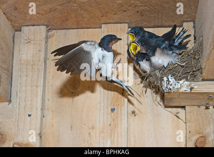 Rauchschwalbe Hirundo Rustica Fütterung junge im nest Cley Norfolk September Stockfoto