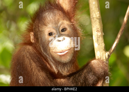 Orang-Utang Stockfoto