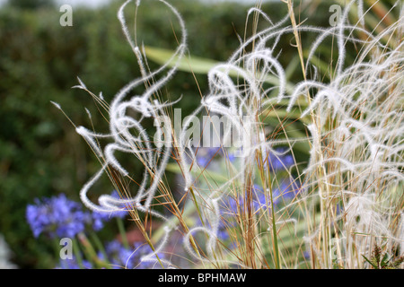 Stipa Barbata Rasen mit Agapanthus Blüten im Hintergrund in der Brise weht Stockfoto