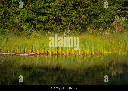 Naturreflexionen im Wasser Gras und Bäume wunderschöne Landschaft niemand hat es geschafft Stockfoto