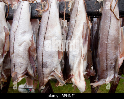 Arbroath Smokies vor dem Kochen Stockfoto