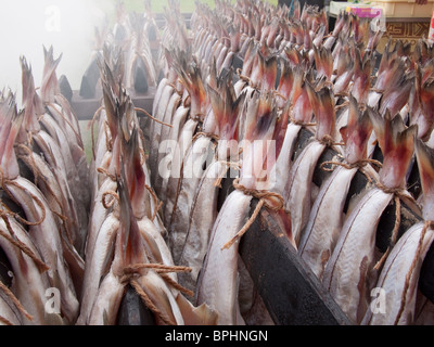 Arbroath Smokies vor dem Kochen Stockfoto