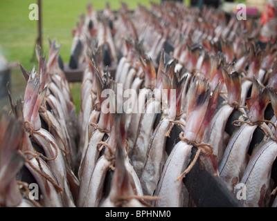 Arbroath Smokies vor dem Kochen Stockfoto