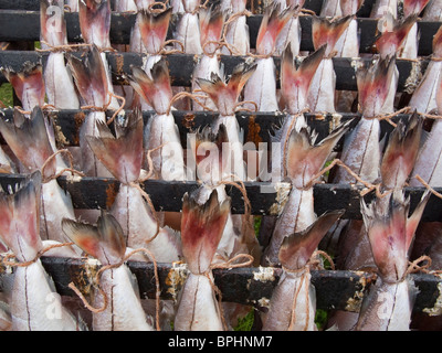 Arbroath Smokies vor dem Kochen Stockfoto