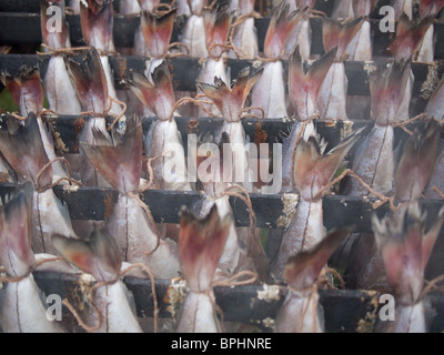 Arbroath Smokies vor dem Kochen Stockfoto