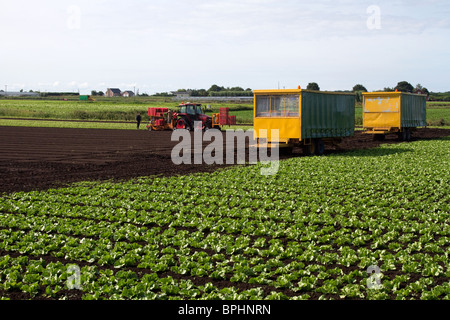 Salat Pflanzen mit Pflanzer   Traktor und Sämaschine auf bloße Stirn, Hesketh Bank, Southport, Lancashire, uk Stockfoto