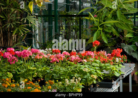 Blumen im Gewächshaus Gärtnerei Stockfoto