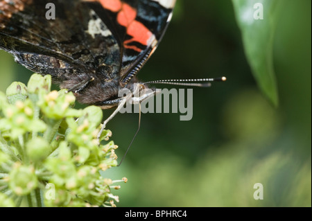 Red Admiral Butterfly Vanessa Atalanta ernähren sich von Ivy Norfolk September Stockfoto