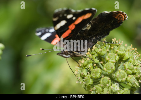Red Admiral Butterfly Vanessa Atalanta ernähren sich von Ivy Norfolk September Stockfoto