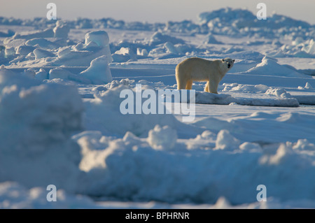 Eisbär auf Eisscholle Rand Eis kanadischen Hocharktis Stockfoto