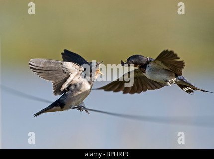 Schlucken Sie Hirundo Rustica adult füttern junge Cley Norfolk September flügge Stockfoto