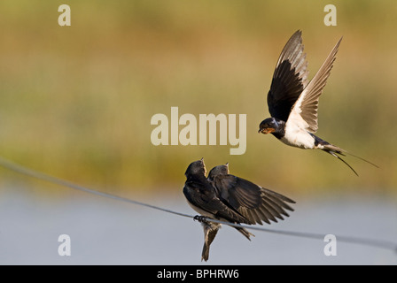 Rauchschwalbe Hirundo Rustica Erwachsenen jungen Cley Norfolk September füttert Stockfoto