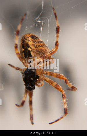 Eine Makroaufnahme einer Spinne, die Fütterung in der Web. Stockfoto