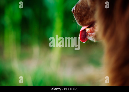 Hund, Speichelfluss Stockfoto