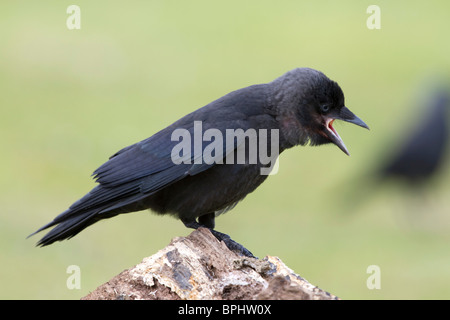 Dohle; Corvus Monedula; Jungvogel Stockfoto