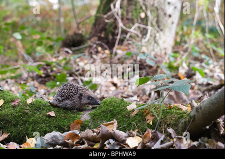 Igel Erinaceus Europaeus im Wald Norfolk UK Herbst Stockfoto