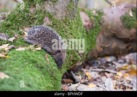 Igel Erinaceus Europaeus im Wald Norfolk UK Herbst Stockfoto