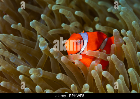 Spinecheek Anemonenfische, Bunaken Marine Park, Manado, Sulawesi, Indonesien. Stockfoto